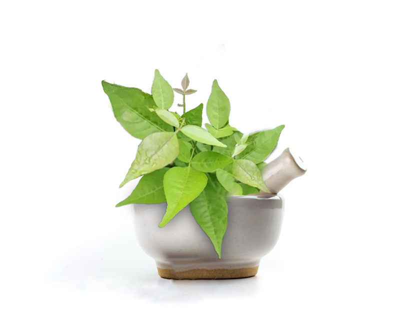 herbal-medicine-from-green-leaf-herb-pill-tablet-capsule-drug-vitamin-glass-wooden-spoon 2 herbal-medicine-from-green-leaf-herb-pill-tablet-capsule-drug-vitamin-glass-wooden-spoon 2